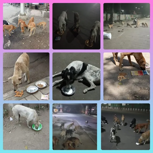 Feeding Stray Dogs