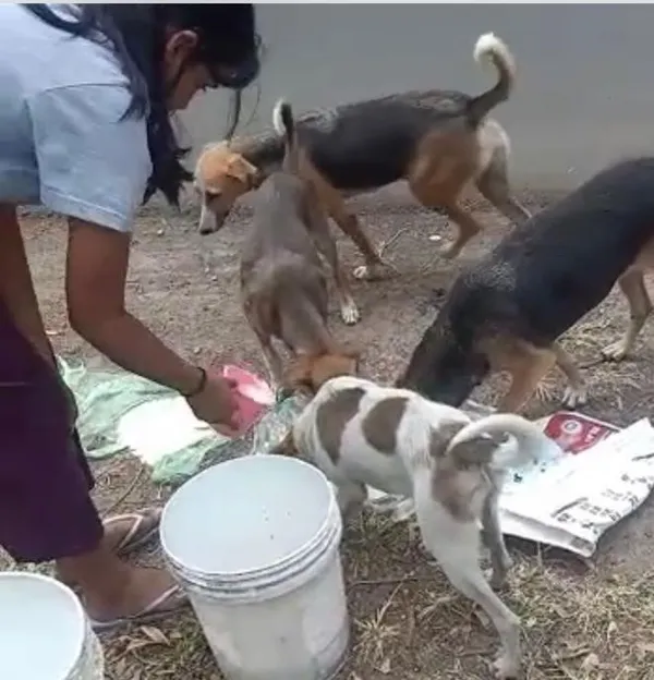 Dog Food