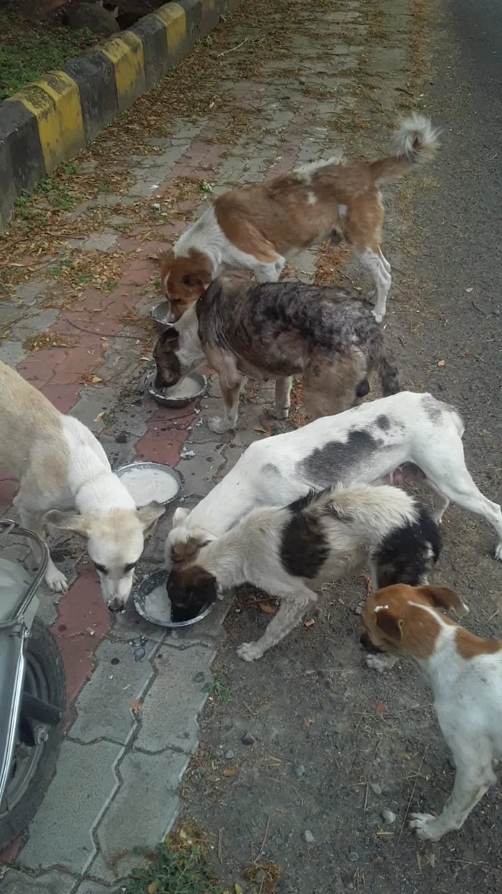 Dog Food