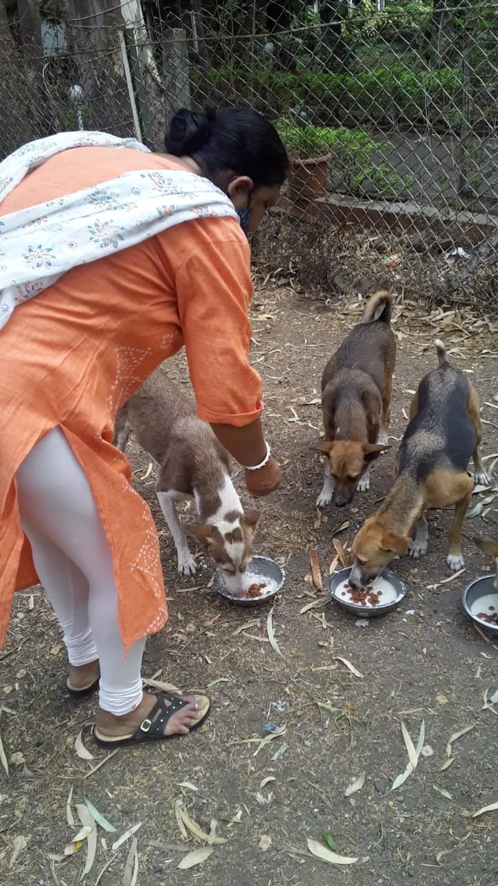 Dog Food